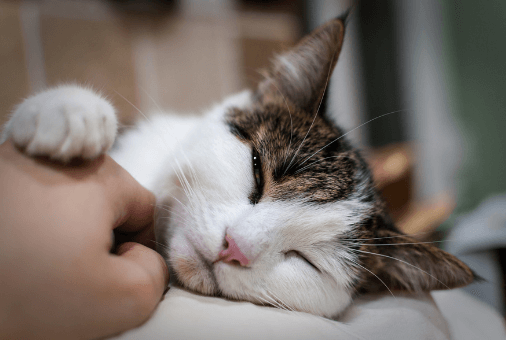 Des gestes doux aident à mettre un collier pour chat