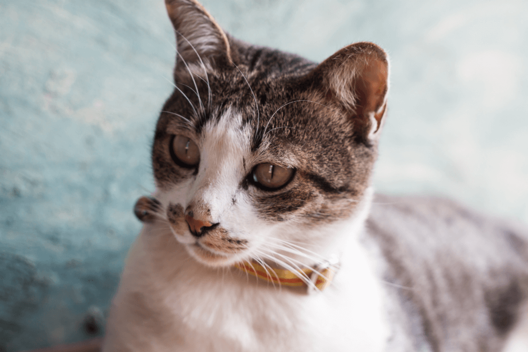 Comment mettre un collier pour chat